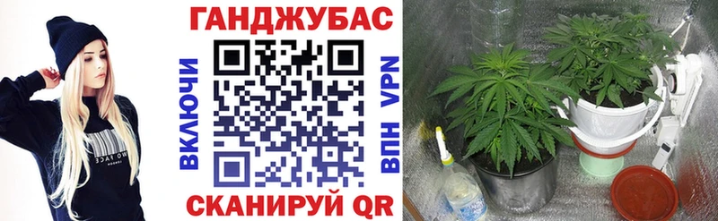 Шишки марихуана марихуана Новый Уренгой